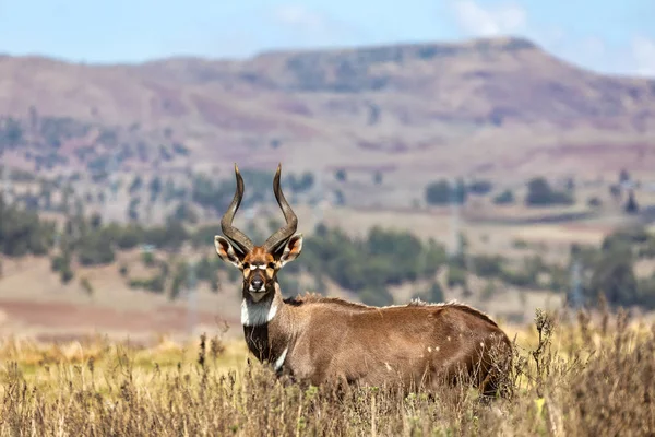 Mountain nyala, Ethiopia, Africa wildlife — Stock Photo, Image