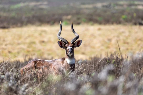 尼亚拉山， 埃塞俄比亚， 非洲野生动物 — 图库照片