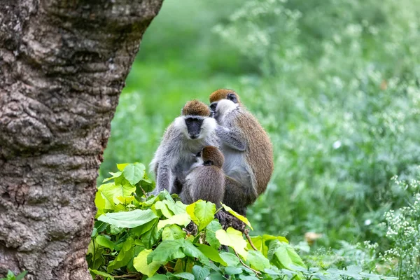 Vervet apenfamilie in Awasa, Ethiopië — Stockfoto