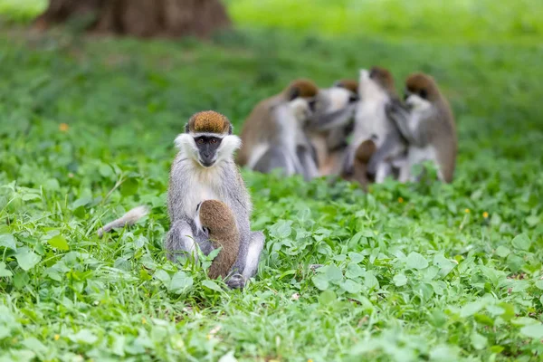 Familia de monos vervet en Awasa, Etiopía — Foto de Stock