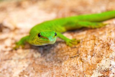 Phelsuma madagascariensis, gün kertenkelesi, Madagaskar yaban hayatı