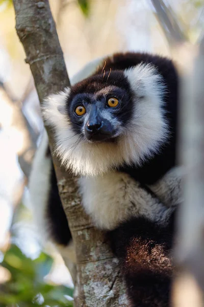 白黒エリマキキツネザル、マダガスカルの野生動物 — ストック写真