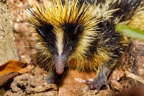 風土病テールレステンレック、マダガスカルの野生動物 — ストック写真