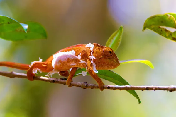 Chamäleon des Pfarrers, Madagaskar-Tierwelt — Stockfoto