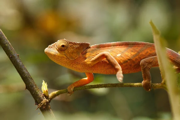 帕森变色龙，马达加斯加野生动物 — 图库照片
