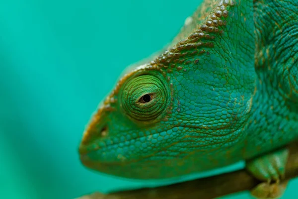 Parson's chameleon, Madagascar Wildlife — Stock Photo, Image