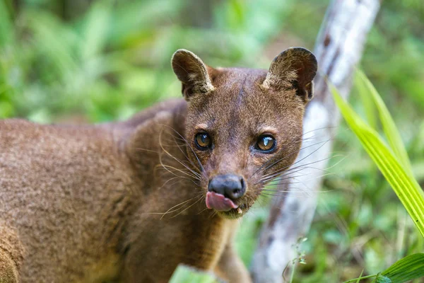 Mammiferi carnivori Fossa, animali selvatici madaginosi — Foto Stock