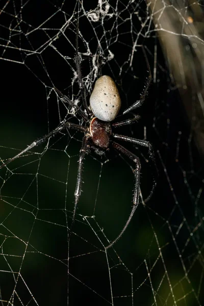 Biały pająk Nephilengys Livida Madagaskar dzikiej przyrody — Zdjęcie stockowe