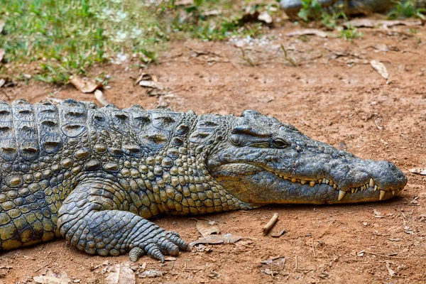 Krokodil, Krokodylus niloticus, Madagaskar — Stockfoto