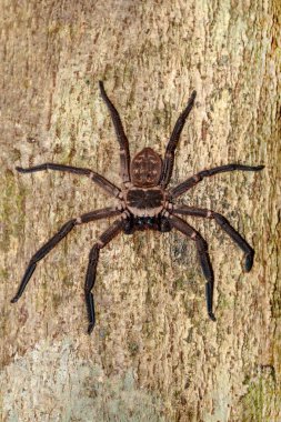ağaç Madagaskar üzerinde dev avcı örümcek