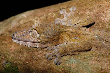 gecko, yaprak kuyruklu Uroplatus fimbriatus, Madagaskar