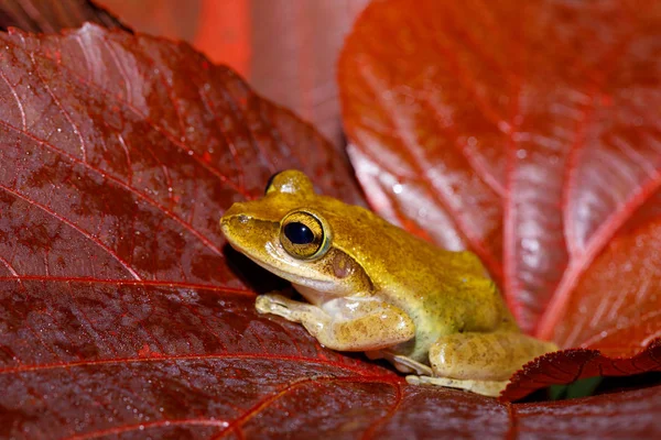 Красива маленька жаба Boophis Мадагаскар дикої природи — стокове фото