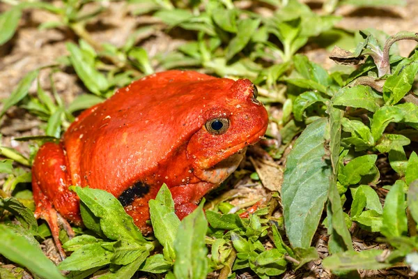 Grandes ranas rojas de tomate, Madagascar Vida silvestre — Foto de Stock