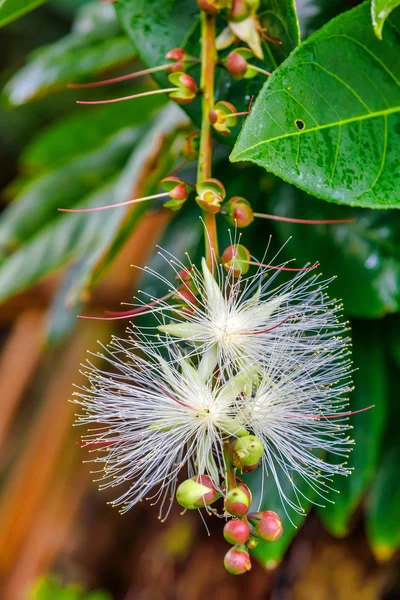 Thilachium angustifolium Wild Chroma Flower Madagaskar — Zdjęcie stockowe