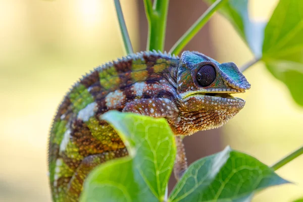 Panther chameleon, Masoala madagascar wildlife — Stock Photo, Image