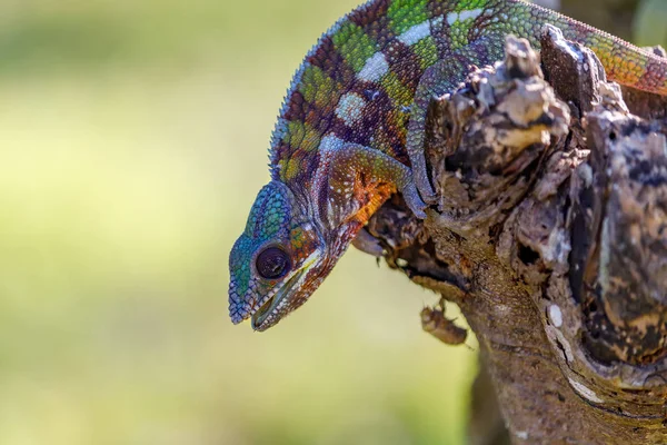 Panter chameleon, Masoala Madagaskar — Stock fotografie