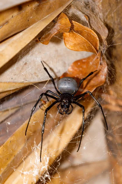 Riesige weiße spinne nephilengys livida madagascar — Stockfoto