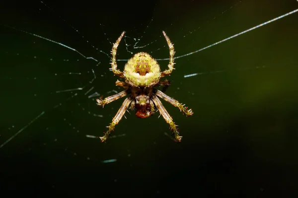 Orb-Weaver pók pók, Madagaszkár vadvilág — Stock Fotó
