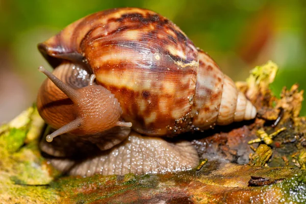 非洲蜗牛 - 马达加斯加。非洲野生动物 — 图库照片