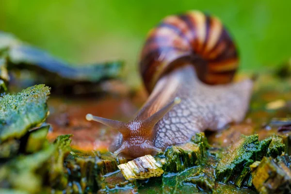非洲蜗牛 - 马达加斯加。非洲野生动物 — 图库照片