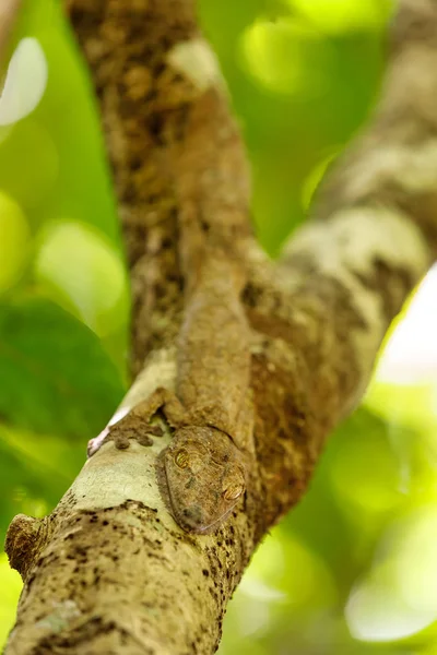 Geco de cola de hoja, Uroplatus fimbriatus, madagascar — Foto de Stock