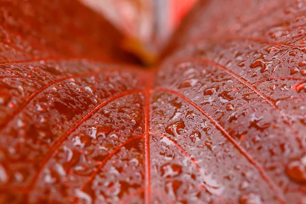 Water drops on red plant leaf — Stock Photo, Image