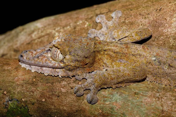 Geco coda di foglia, Uroplatus fimbriatus, madagidrati — Foto Stock