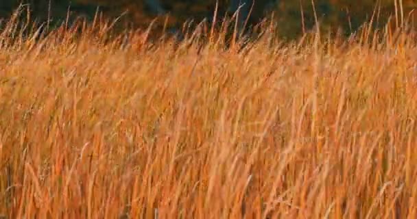 Orange reeds  blowing in the wind. — Stock Video