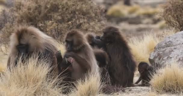 Babuíno Gelada endêmica na montanha Simien, Etiópia vida selvagem — Vídeo de Stock
