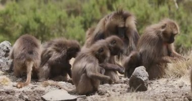 Simien dağda endemik Gelada babun, Etiyopya yaban hayatı