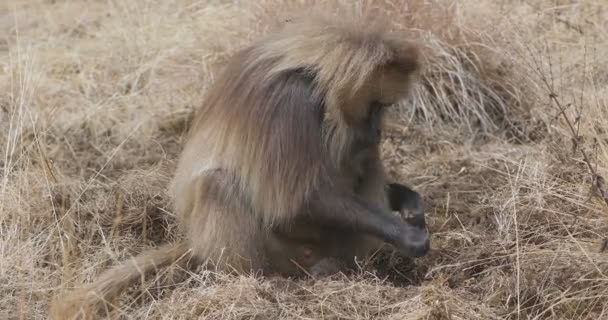 Simien dağda endemik Gelada babun, Etiyopya yaban hayatı — Stok video