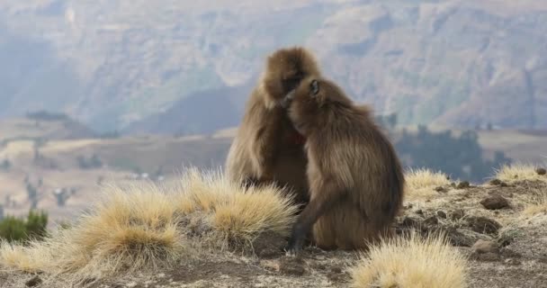 Babuíno Gelada endêmica na montanha Simien, Etiópia vida selvagem — Vídeo de Stock