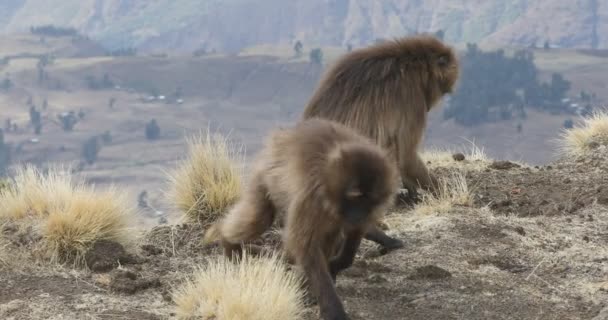 Endemische Gelada baviaan in Simien Mountain, Ethiopië Wildlife — Stockvideo