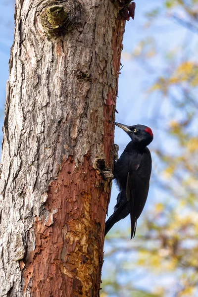 Bird Black Woodpecker, República Checa, Europa fauna — Foto de Stock
