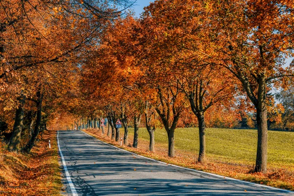 Val gekleurde bomen op steeg in de herfst — Stockfoto