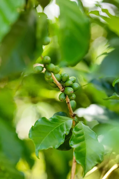 Koffiekersen op de tak, Ethiopië — Stockfoto