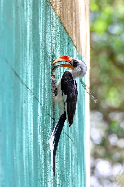 Ave Von der Decken 's Hornbill, Etiopía fauna — Foto de Stock