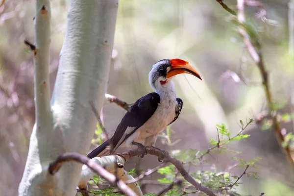 Vogel von der Decken 's neushoornvogel, Ethiopië in het wild — Stockfoto