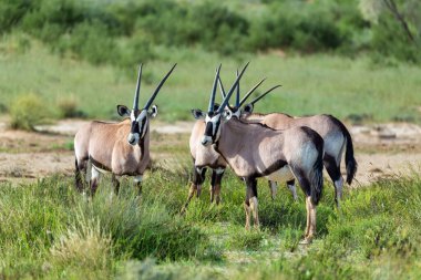 Gemsbok, Kalahari 'deki Oryx ceylanı