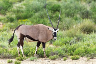 Gemsbok, Kalahari 'deki Oryx ceylanı