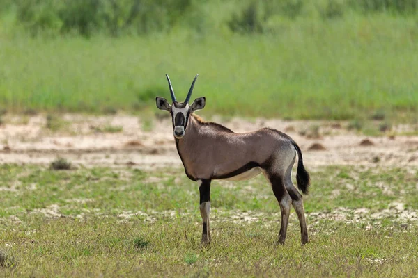 Gemsbok baby, Oryx gazella nel Kalahari — Foto Stock
