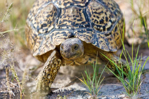 カメヒョウカメ、南アフリカの野生動物 — ストック写真