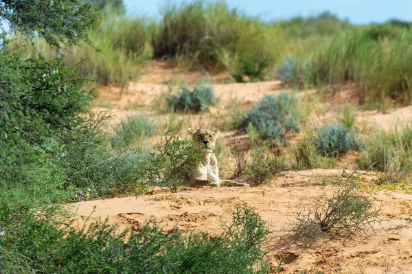 Θηλυκό λιοντάρι που βρίσκεται στην έρημο Καλαχάρι της Νότιας Αφρικής — Φωτογραφία Αρχείου
