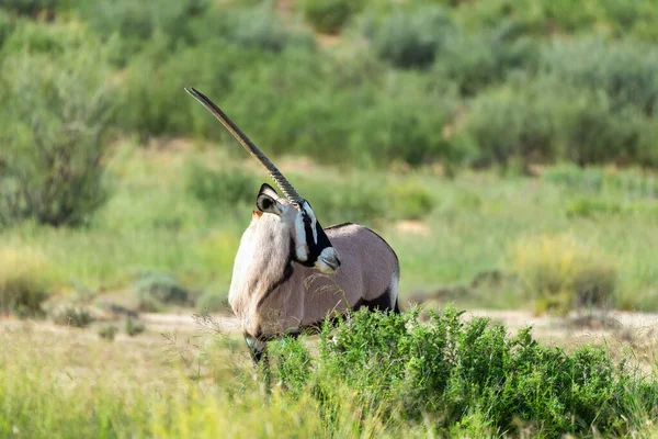 Gemsbok, Oryx gazelle in Kalahari — стокове фото