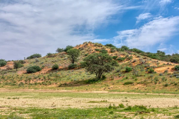 Deserto verde del Kalahari Sud Africa deserto — Foto Stock