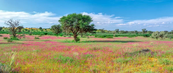 Floración Kalahari desierto Sudáfrica desierto —  Fotos de Stock