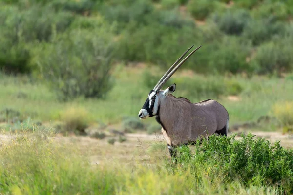 Gemsbok, Oryx gazella in Kalahari — стокове фото