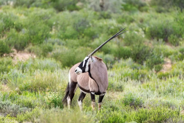 Gemsbok, Oryx gazella nel Kalahari — Foto Stock