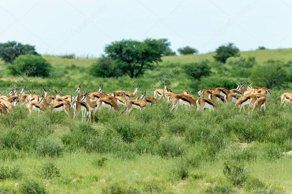 herd of Springbok in kalahari, South Africa wildlife