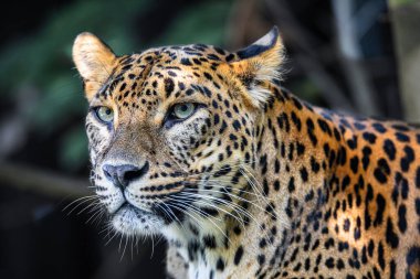 Sri Lanka Seylan Leoparı, Panthera pardus kotiya